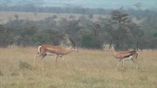 Grants gazelles defend a fawn from hunting blackbacked jackals [upl. by Naus]