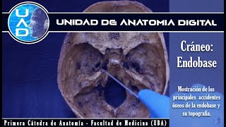 Cráneo endobase  Unidad de Anatomía Digital  Primera Cátedra de Anatomía  FMed  UBA [upl. by Linc160]