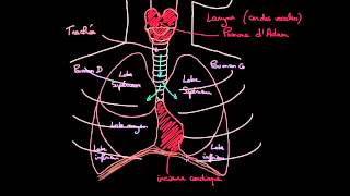 À la découverte des poumons [upl. by Musser]