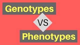 Genotype vs Phenotype  Understanding Alleles [upl. by Chally]