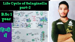 Life Cycle of Selaginella part2 [upl. by Mastic]