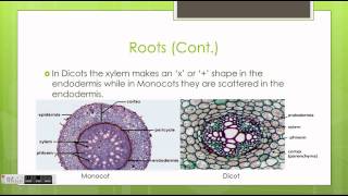 Monocots vs Dicots [upl. by Lettie]