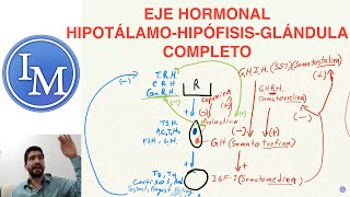 Fisiología Shahroj  Endocrinología  Eje Hipotálamo Hipófisis Glándula [upl. by Gautea]