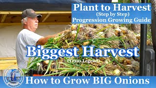 How to Grow BIG Onions  Our BIGGEST ONION HARVEST [upl. by Margareta974]