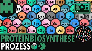 Proteinbiosynthese │Biologie Lernvideo Learning Level Up [upl. by Akirdnuhs145]