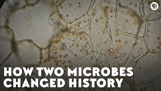 How Two Microbes Changed History [upl. by Ynoyrb]