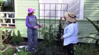 How to Espalier Citrus Trees [upl. by Lyreb]