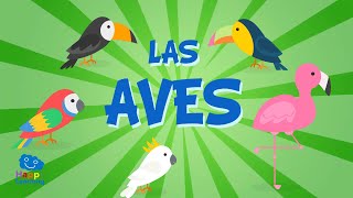 LAS AVES  Vídeos Educativos para Niños [upl. by Milka885]