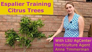 Espalier Training Citrus Trees [upl. by Sinnylg127]