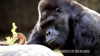 Meet Ivan  A Gorillas Story [upl. by Ahsinirt]