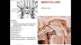 VÍDEO AULA DE HIPOTÁLAMO PARTE 1 DEFINIÇÃO LOCALIZAÇÃO ESTRUTURAS E FUNÇÕES [upl. by Golanka]