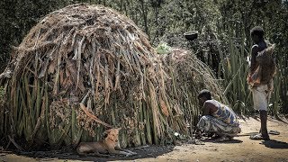 Hadzabe Hut Building  Amazing Traditional House from Natural Materials [upl. by Nelad]