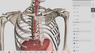 Esophageal Sphincters  Anatomy [upl. by Hsirt]