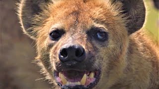 HairRaising Hyena Moments  BBC Earth [upl. by Dyal]