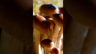 Armillaria ostoyae [upl. by Eart]