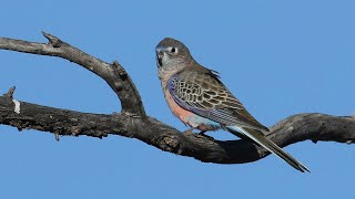 Bourkes Parrot in the wild [upl. by Kannan]