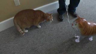 Bert the Cat vs Cat Balloon [upl. by Anahsar995]