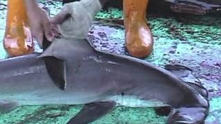 Over 73 Million Sharks Killed Every Year for Fins [upl. by Amaj121]