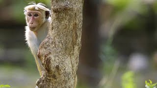 How Hierarchy Decides Everything in Toque Macaque Society [upl. by Bunde]