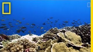 Rising Ocean Temperatures are quotCookingquot Coral Reefs  National Geographic [upl. by Dlaregztif]