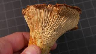 How to identify Chanterelle Mushrooms [upl. by Tenneb]