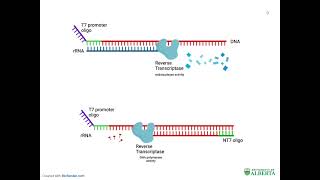 Transcription Mediated Amplification [upl. by Ieso]