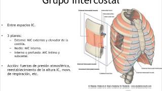 Anatomía Caja Toracica [upl. by Nebe783]