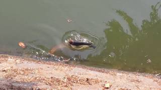 Sawantwadi Moti lake Fish Catch by snake [upl. by Middendorf]