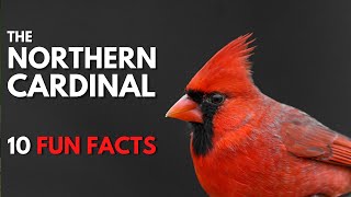 Northern Cardinal Fun Facts and Trivia [upl. by Ilil]