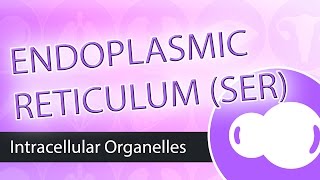 Intracellular Organelles Smooth Endoplasmic Reticulum SER [upl. by Asenej]