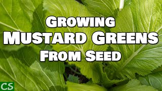 How to Grow Mustard Greens From Seed [upl. by Novelc647]