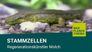 Stammzellen  Regenerationskünstler Molch [upl. by Trever]