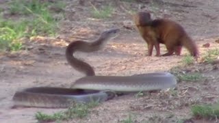 Brave Mongoose Tackles Lethal Black Mamba Snake [upl. by Sykes]