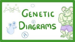 GCSE Biology  Genetic Diagrams 73 [upl. by Esadnac651]