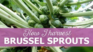 How I harvest brussels sprouts [upl. by Noletta]