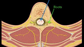 Spinal nerves [upl. by Ayotas942]