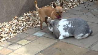 Rabbit mating with dog Part 2 [upl. by Kelby]