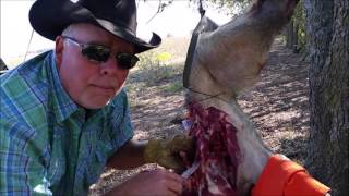 Testing the Powerful 380 cal and 45 acp VS Wild Hog [upl. by Gunas]