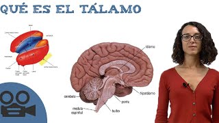 Qué es el tálamo [upl. by Shivers]