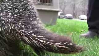 About the North American Porcupine [upl. by Roseanna]