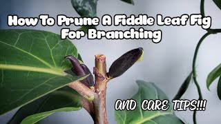 Fiddle Leaf Fig Pruning WITH 7 NEW BRANCHES  Plant Care Tips Too [upl. by Oballa830]