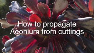 How to propagate Aeonium from cuttings  Easy [upl. by Noled945]