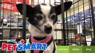 PetSmart Dog Adoption [upl. by Assenad]