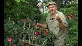 COMMENT ET POURQUOI TAILLER LES RHODODENDRONS [upl. by Nalo]