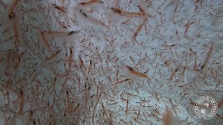 Krill Swarms in 3D [upl. by Srednas]