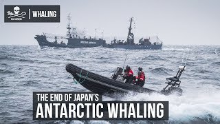 The End of Japans Antarctic Whaling [upl. by Rodmun]