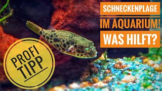 Schneckenplage im Aquarium Was hilft [upl. by Nywloc287]