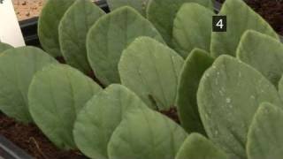 How To Use Leaf Petiole Cutting [upl. by Anael]