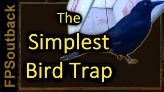 The Simplest Bird Trap [upl. by Januarius]