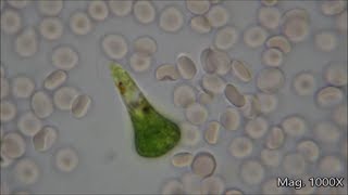 Comparing Microorganism Size Under the Microscope [upl. by Warms]